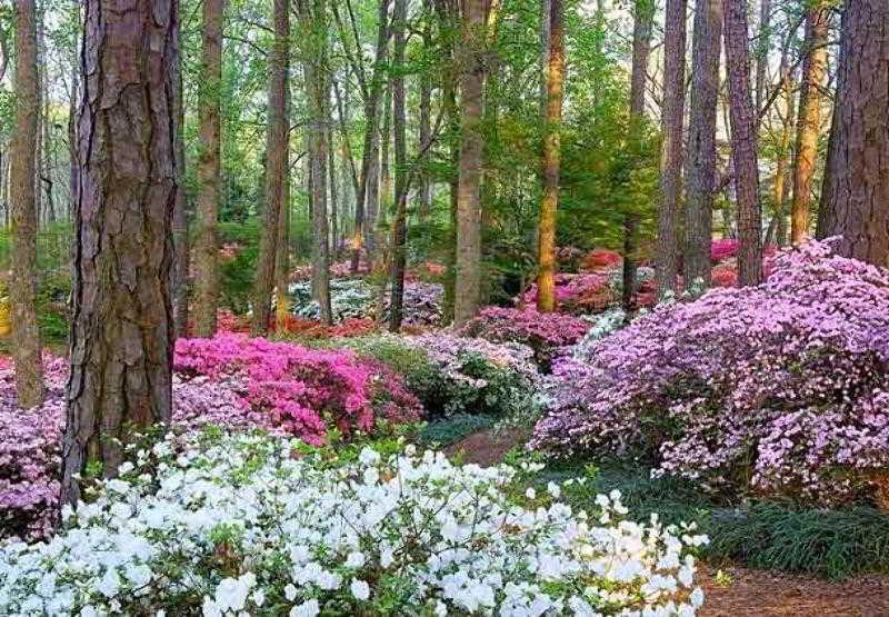 The Lodge And Spa At Callaway Gardens Pine Mountain  Bagian luar foto
